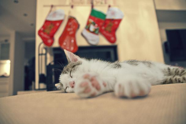 Alszik a cica, karácsony - Fotó, kép
