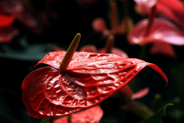 Primer plano del anthurium rojo yreanum - lirio de flamenco
 - Foto, imagen