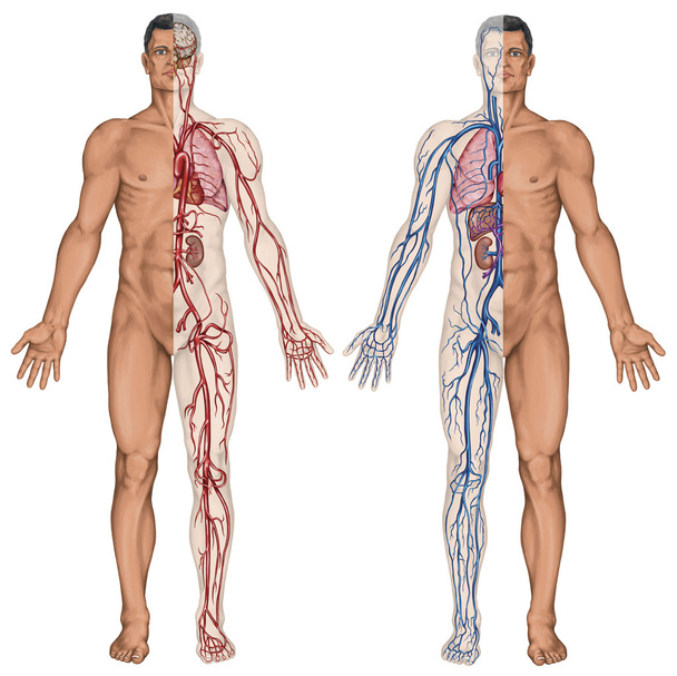 Human bloodstream - didactic board of anatomy of blood system of human circulation sanguine, cardiovascular, vascular, arterial and venous system - Photo, Image