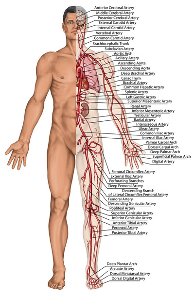 Кровеносная система человека - дидактическая коллегия по анатомии системы крови человека кровообращения сангвиника, сердечно-сосудистой, сосудистой и артериальной системы
 - Фото, изображение