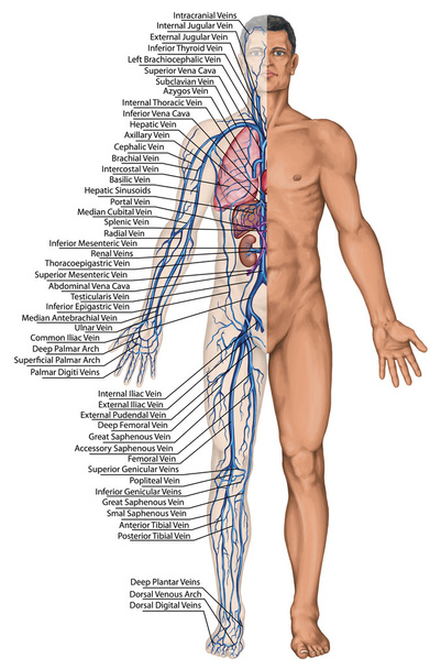 menschliches Blut - didaktische Anatomie des Blutsystems des menschlichen Kreislaufs sanguine, kardiovaskuläre, vaskuläre und venöse System - Foto, Bild