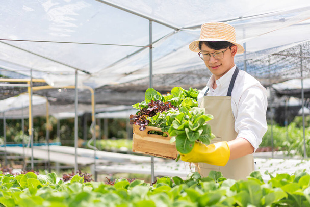 Concetto vegetale idroponico, giovane asiatico che raccoglie insalata fresca nel cestino nella fattoria idroponica. - Foto, immagini