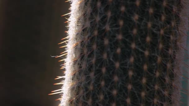 Verticale cactus plant van dichtbij bekijken. Exotische plant in botanische tuin. Gedetailleerde weergave. - Video