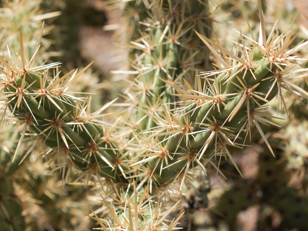 Spiky stag-horn cactus surviving in hot desert environment. - Fotoğraf, Görsel