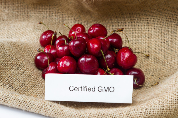 Cerises OGM
  - Photo, image