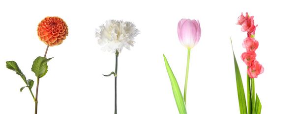 Conjunto de diferentes flores isoladas em branco
 - Foto, Imagem