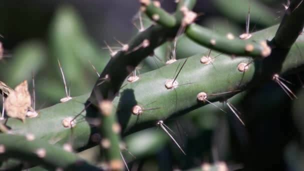 Close-up zicht op ongewone dessert cactus met doornen langs de stam. Exotische plant in zonlicht. - Video