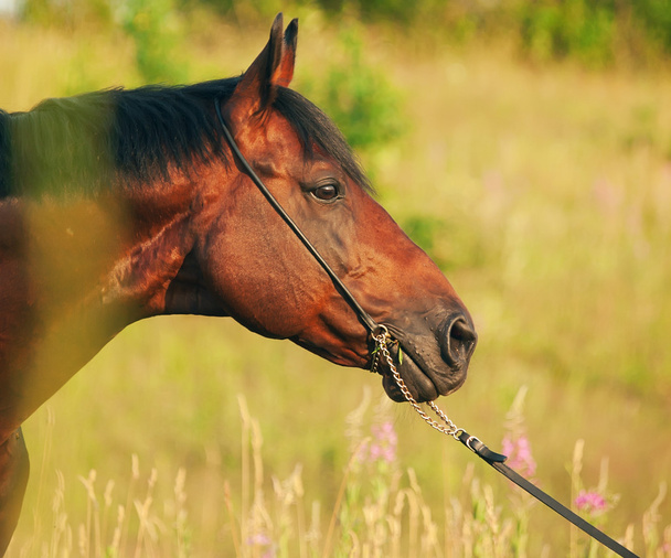 Portrait of beautiful horse in field - Zdjęcie, obraz