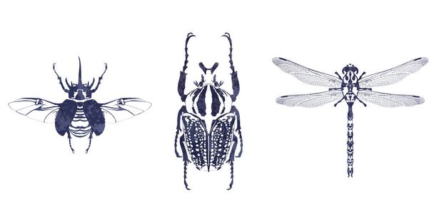 Tusche Insektenzeichnung auf weißem Hintergrund - Foto, Bild