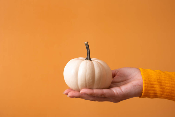 A small decorative white pumpkin in a woman's hand in a sweater on an orange background. - Photo, image