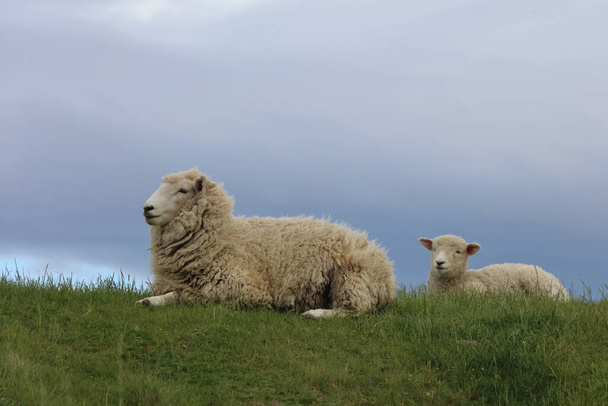 Πρόβατα Romneyschaf / Romney / Ovis - Φωτογραφία, εικόνα