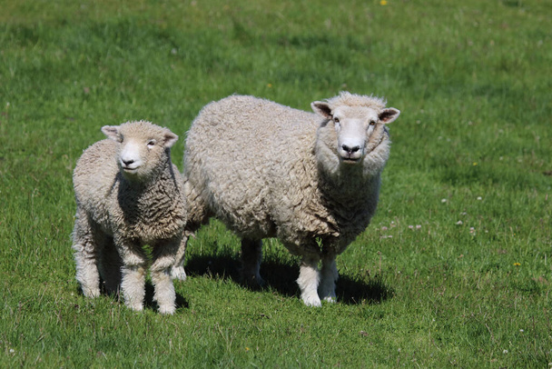 Romneyschaf / Romney sheep / Ovis - Foto, Imagem