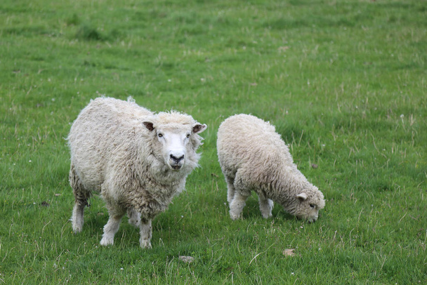 Πρόβατα Romneyschaf / Romney / Ovis - Φωτογραφία, εικόνα