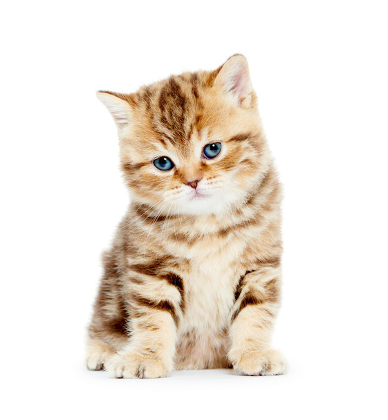 British Shorthair kitten cat - Fotoğraf, Görsel