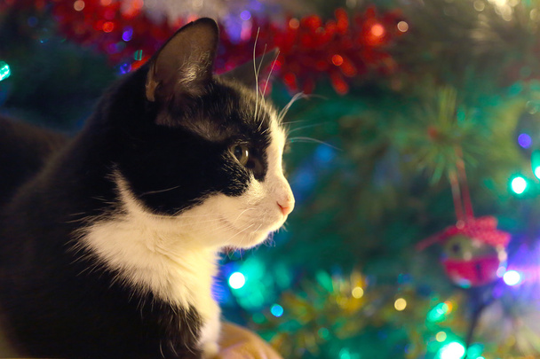 Gato preto e branco à frente de um pinheiro de Natal
 - Foto, Imagem
