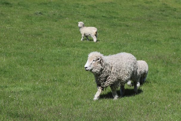 Romneyschaf / Romney owca / Ovis - Zdjęcie, obraz