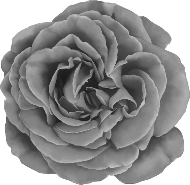Black and white Rose Flower isolated on white background. Vector illustration - Вектор,изображение