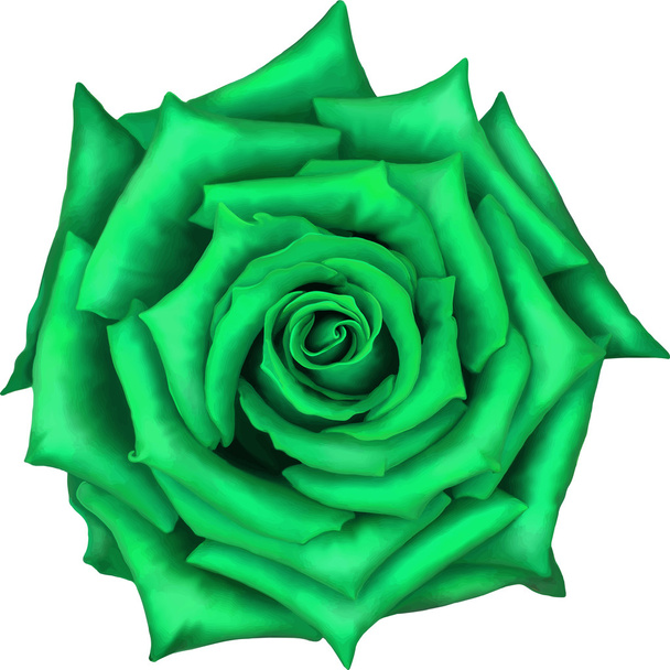 Green Rose bloem geïsoleerd op een witte achtergrond. Vectorillustratie - Vector, afbeelding
