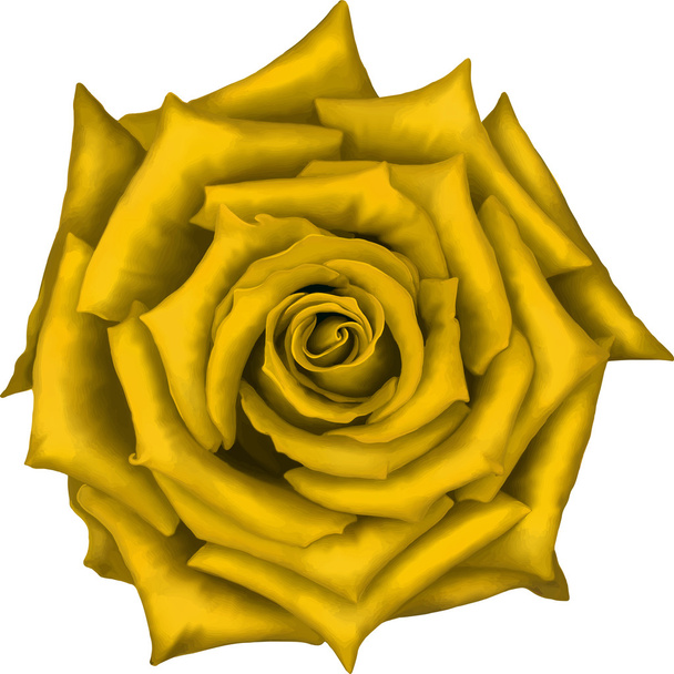 Цветок желтой розы изолирован на белом фоне. Векторная иллюстрация
 - Вектор,изображение