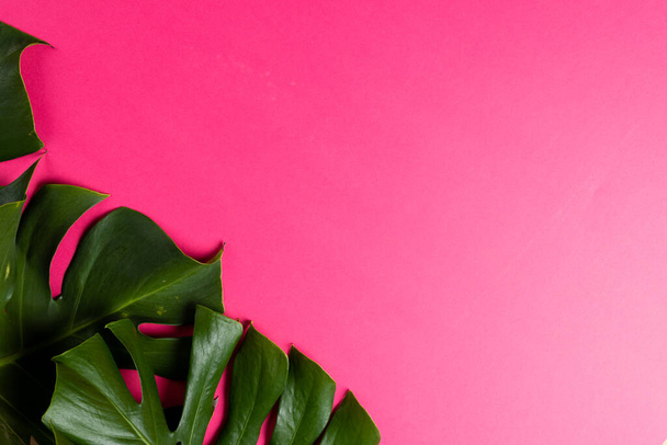 Composition of green lush leaves with copy space on pink background. Retail, shopping and black friday concept. - Fotó, kép