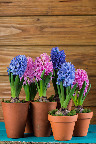 fresh hyacinth flowers on wooden background - Photo, Image