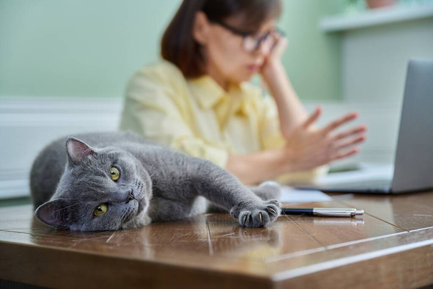 Close-up of relaxed purring cat lying on table near female owner working with laptop. Lifestyle, pets, animal at home concept - 写真・画像