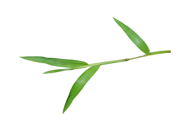 Green grass isolated on a white background included clipping path. - Фото, зображення
