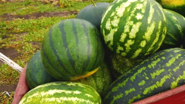 Rijp grote watermeloenen in een kruiwagen in de tuin. Watermeloenen oogsten in de herfst. Teelt van ecologisch schone meloenen, watermeloenen. - Video