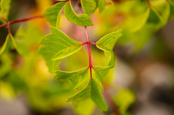 Jeunes feuilles du Toxicodendron vernix toxique - Photo, image