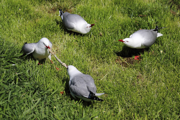 Rotschnabelmoewe / Red-billed gull / Larus scopulinus - Photo, Image