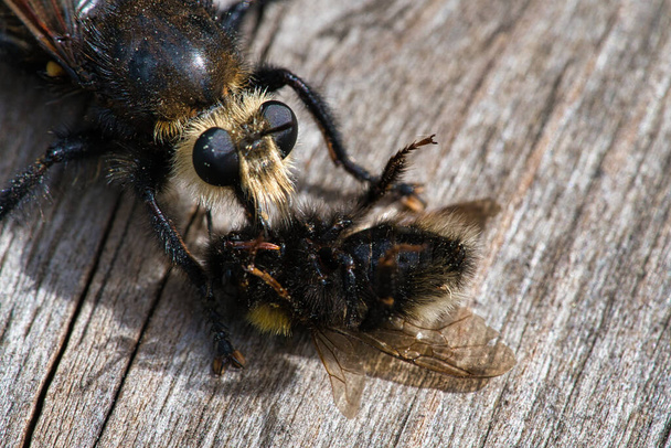 Yellow murder fly or yellow robber fly with a bumblebee as prey. The insect is sucked out by the hunter. Yellow black hairs cover the hunter. Macro shot from nature - Фото, изображение