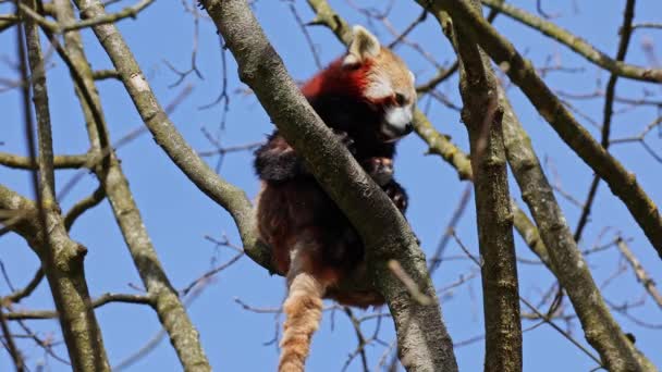 Το κόκκινο πάντα, Ailurus fulgens, που ονομάζεται επίσης το μικρότερο πάντα και η κόκκινη γάτα-αρκούδα κάθεται σε ένα δέντρο. - Πλάνα, βίντεο