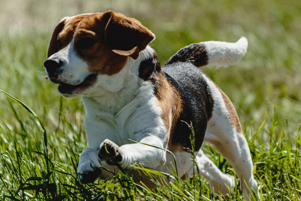 Собака бігає в зеленому полі і переслідує приманку на повній швидкості на змаганнях з курсу прямо в камеру
 - Фото, зображення