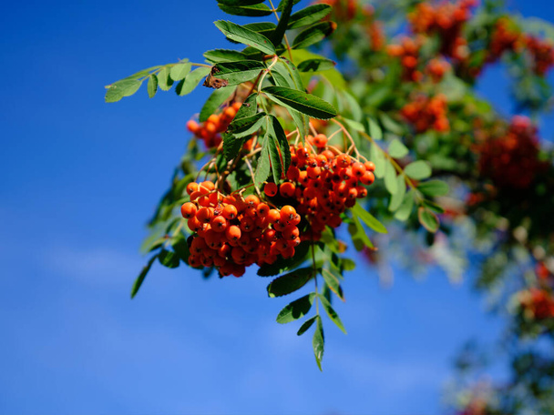 Bessen op een zwanenboom. Zomer hete dag. Rode bessen op een bergas of lijsterbes, Sorbus aucuparia. - Foto, afbeelding