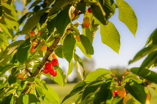 Ein Bündel roter Kirschen und Blätter mit Morgenlicht am Baum - Foto, Bild