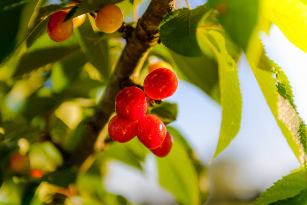 Bunch of red cherries and leaves with morning lights on tree - Photo, Image