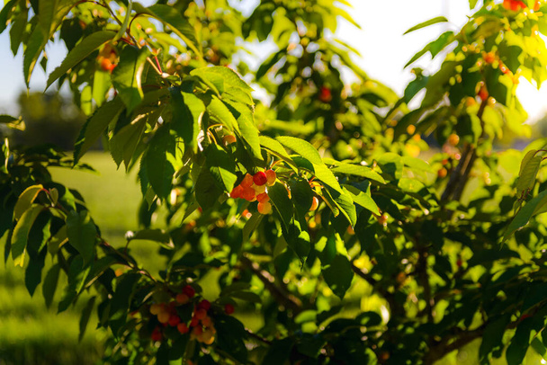 Um monte de cerejas vermelhas e folhas com luzes matinais na árvore - Foto, Imagem