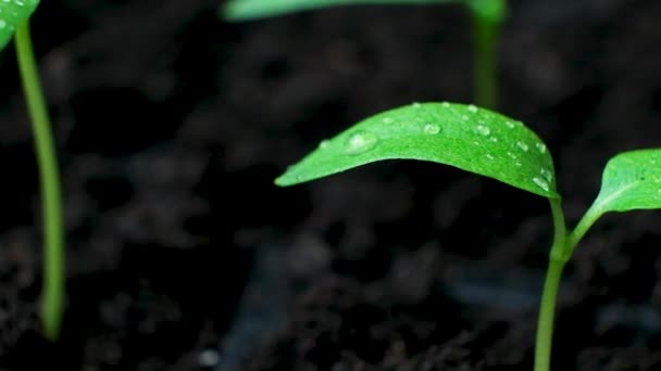 Growing peppers from seeds. Step 5 - the sprout has grown - Footage, Video