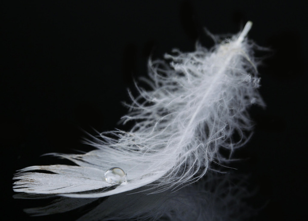 Feather with water drop - Photo, image