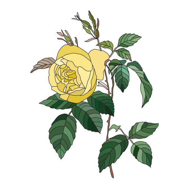 Flor de rosa amarilla decorativa, elementos de diseño. Se puede utilizar para tarjetas, invitaciones, pancartas, carteles, diseño de impresión. Fondo floral  - Vector, imagen