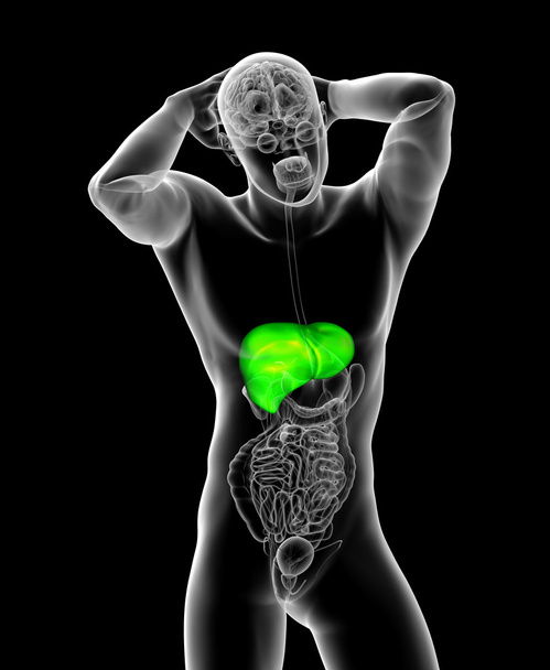 3d tornar ilustração médica do fígado
  - Foto, Imagem