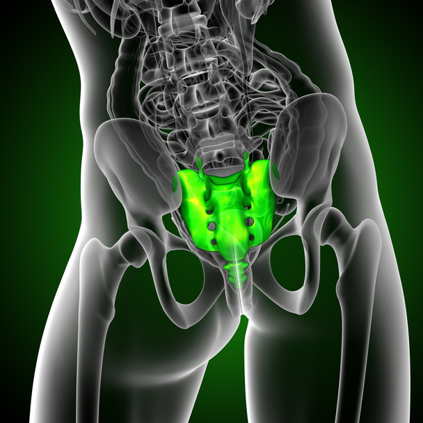 3d rendre illustration médicale de l'os du sacrum
 - Photo, image