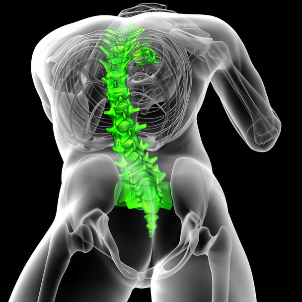 3d rendere illustrazione medica della colonna vertebrale umana - Foto, immagini