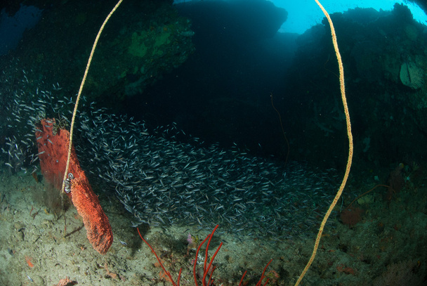 Tel mercan, mahkum blenny Ambon, Maluku, Endonezya sualtı fotoğraf içinde okullaşma - Fotoğraf, Görsel