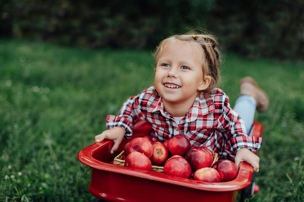 Child picking apples on farm in autumn. Little girl playing in apple tree orchard. Healthy nutrition. Cute little girl eating red delicious apple. Harvest Concept. Apple picking. - Fotografie, Obrázek