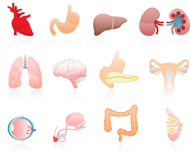 Farbe menschlicher Organe - Vektor, Bild