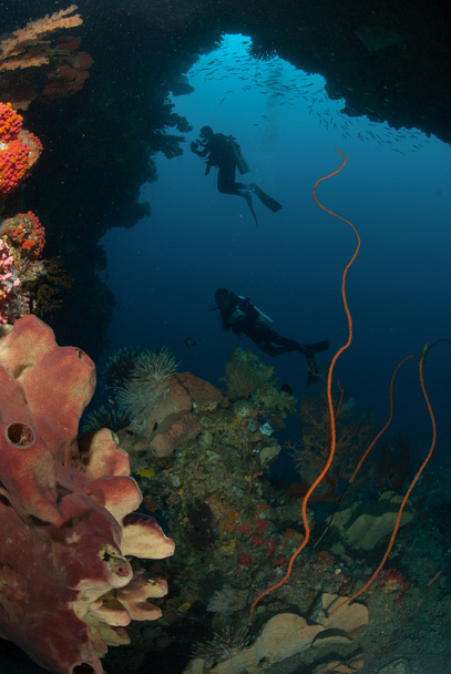 Mergulhadores, esponja, corais de arame, ventilador de mar em Ambon, Maluku, Indonésia foto subaquática
 - Foto, Imagem