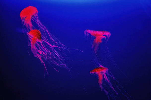 meduse nuotare sott'acqua mostrando lunghi tentacoli finali - Foto, immagini