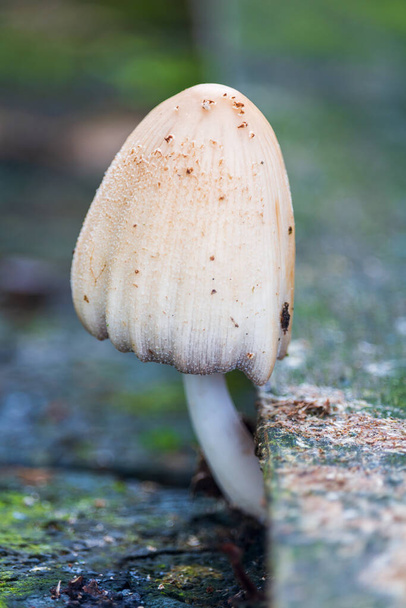 Coprinus comatus, tampa de tinta desgrenhada cogumelo não comestível crescendo sob prancha de madeira. Fundo da natureza vegetal - Foto, Imagem
