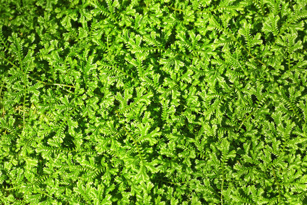 groene bladeren achtergrond - Foto, afbeelding